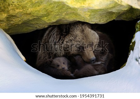 Brown bear (Ursus arctos) with two cubs looks out of its den in the woods under a large rock in winter Royalty-Free Stock Photo #1954391731