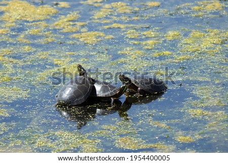 Painted turtles gather in a pond.