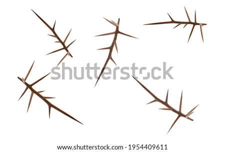 Creative layout of acacia thorns on a white background. Creative flat set of acacia thorns. Royalty-Free Stock Photo #1954409611