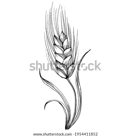 Wheat ears hand drawings. Engraving vintage illustration symbol of protection and safety. Antique vintage engraving illustration for logo
