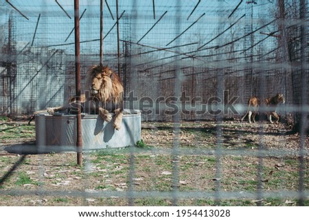 Male lion rescue behind cage during feeding in captivity Royalty-Free Stock Photo #1954413028