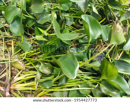 selectively focus on water hyacinths (Eichhornia crassipes). earth day