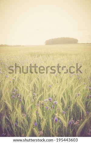 vintage photo of green fields in summer