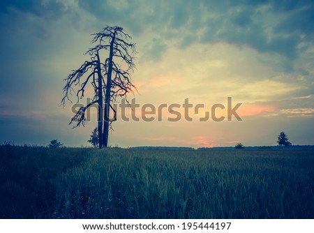 vintage field landscape at sunset