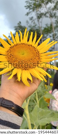 Sunflowers High Res stock images
