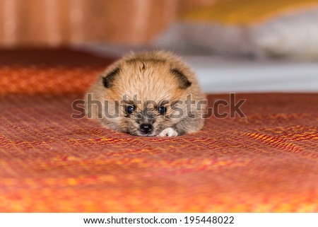 Little fluffy Pomeranian puppy