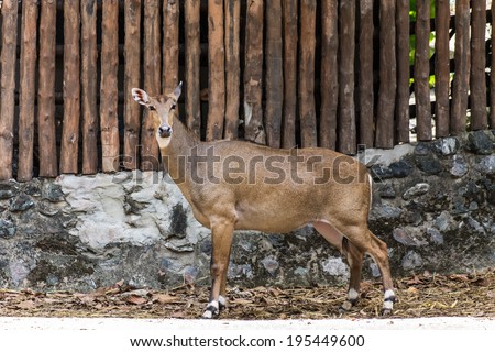 young goitered gazelle looking suspicious in Chiangmai Zoo , Tha
