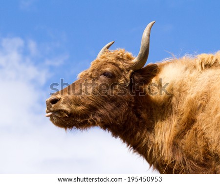 Brown Yak in the mountains against the blue sky (Ladakh, India)