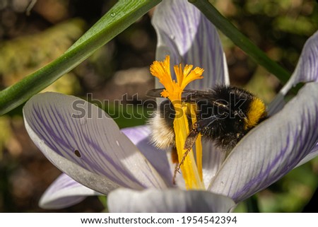 A close-up picture of a white flower with a bumble bee. Picture from Eslov, Sweden