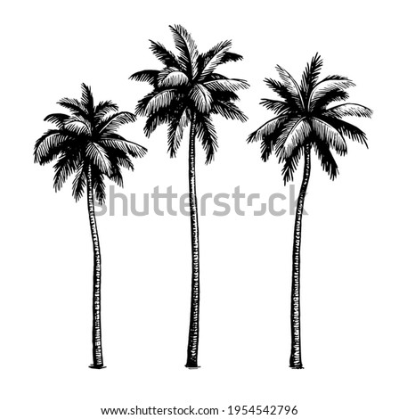 Coconut palm trees. Ink sketch isolated on white background. Hand drawn vector illustration. Retro style.