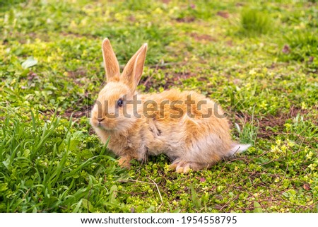 a small rabbit with a white - brown color sits in the green grass. Beautiful picture, background image, cover, calendar . Summer photo of a rabbit