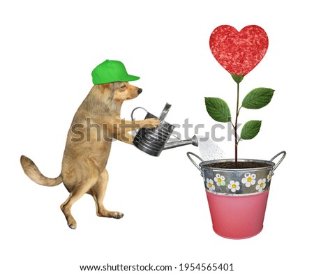 A beige dog gardener in green cap is watering a sausage flower that growing in a metal pail. White background. Isolated.