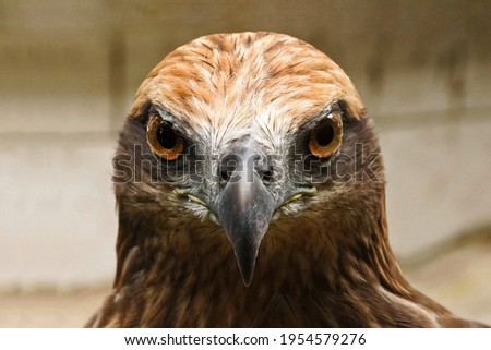 Red tailed hawk ( Buteo jamaicensis ) portrait Royalty-Free Stock Photo #1954579276
