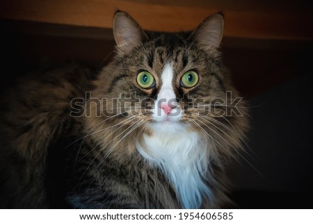 Domestic cat sitting under the couch close-up