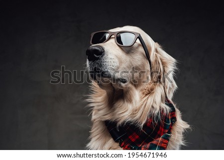 Cool and fashionable dog golden retriever breeds in dark background