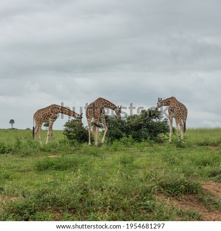 Three Giraffes eating in the middle of Africa.
