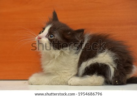 cute little fluffy black and white kitten
