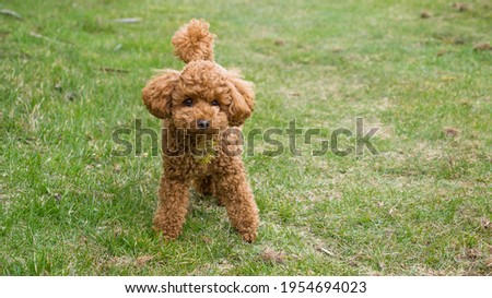 an apricot puppy poodle standing in a green grass field with a small piece of moss stuck on its fur below the head