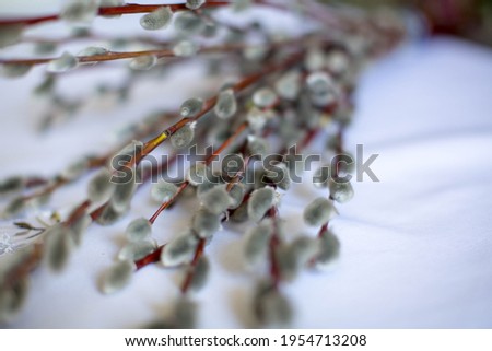 Close up of a pussy willow