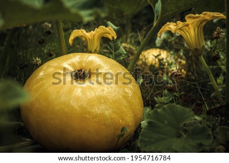 Large yellow pumpkin on the ground in the garden
