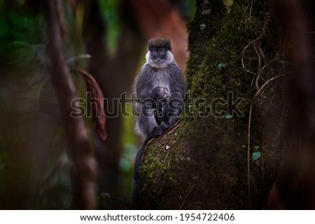 Bale vervet monkey, Chlorocebus djamdjamensis, with young baby in the forest. Harenna, Bale Mountains NP, in Ethiopia. Monkey animal from east Africa. Animal with young baby, mother care. Wildlife.
