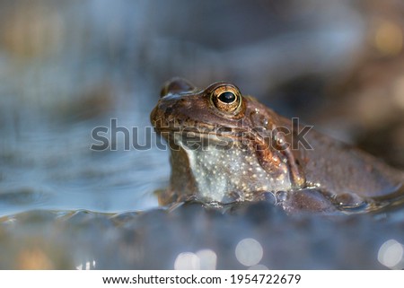 The common frog (Rana temporaria), also known as the European common frog.