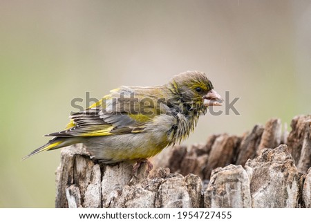 European greenfinch  Chloris chloris or common greenfinch is a small songbird.