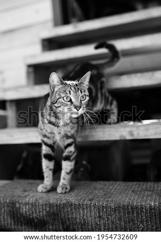 A tabby cat stands on the porch of a house