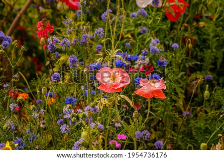 Red pink poppy flowers, blue cornflowers. Wild blossom field. Summer landscape background with beautiful colorful flowers.