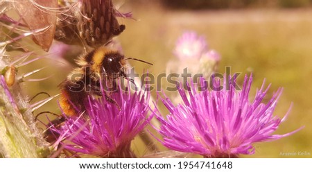 A bumblebee collecting pollen on a lilac flower called milk thistle (silybum marianum) on a hot summer day