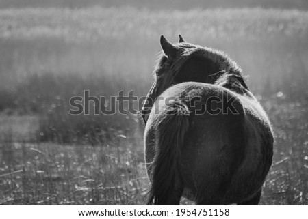 black and white image of a new forest pony on a nature reserve in Christchurch