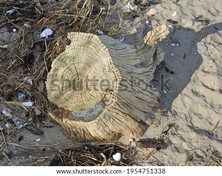 Close up of old tree trunk showing the circular annual growth rings on Seapoint beach in Termonfeckin, County Louth, Ireland. Royalty-Free Stock Photo #1954751338