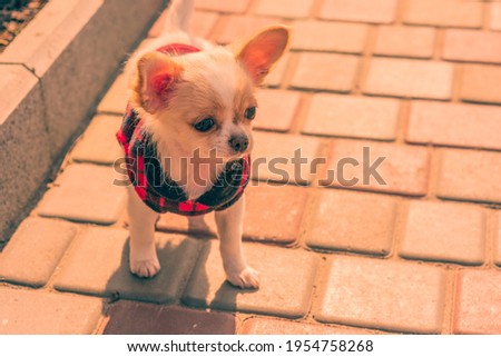 White chihuahua puppy in clothes. Dog Chihuahua stands. The puppy is walking along the sidewalk.