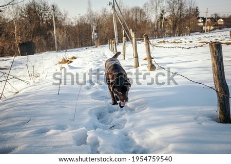 A dog that is covered in snow