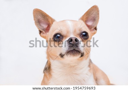 Portraite of cute puppy chihuahua. Little smiling dog on gray background. Free space for text.