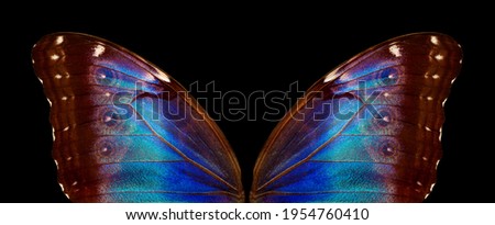 Wings of a butterfly Morpho texture background. Morpho butterfly. 