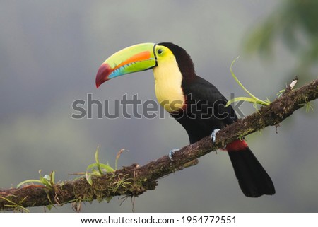 Keel-billed Toucan (Ramphastus sulfuratos) perched on a branch, Heredia Province, Costa Rica
