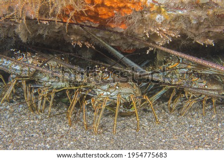 Spiny Lobsters congregating together under a sunken boat beneath the smaller east side Blue Heron Bridge. This is a great dive site to observe a number of different species for scuba divers.  Royalty-Free Stock Photo #1954775683