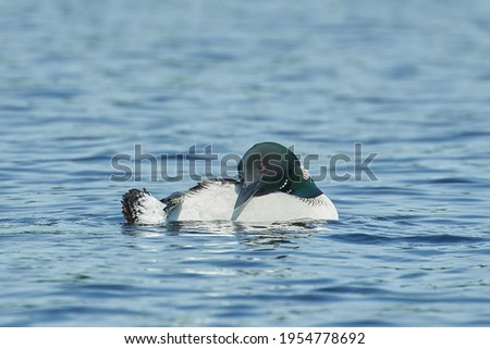 Common Loon in Algonquin Park