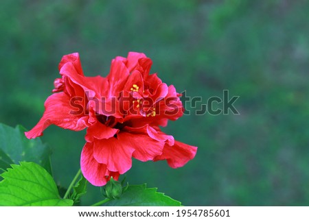 Red Dragon Hibiscus Flower with green bokeh background