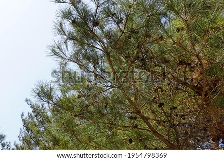 Pine trees seen from below.