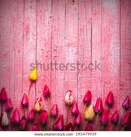 Various tulips and lilac on pink wooden background