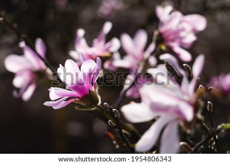 A close up of a magnolia flower in spring