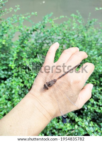 Dragonfly on the palm of the hand.