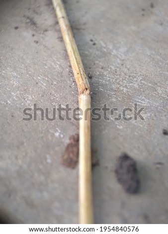 Broken stick and a little dirt