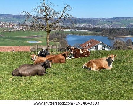 Domestic Swiss alpine cows on fertile green spring pastures above Lake Mauensee or Lake Mauen (Mauesee) - Canton of Lucerne, Switzerland (Schweiz)