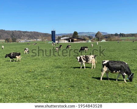 Domestic cows grazing on lowland wetland pastures of the Wauwilermoos Nature Reserve (or Wauwelermoss), Wauwil - Canton of Lucerne, Switzerland (Schweiz)