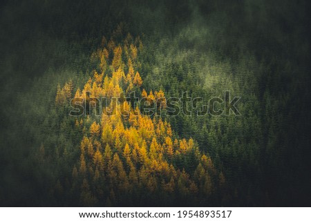 Aerial top view of misty forest trees in forest in Slovakia. Drone photography. Rainforest ecosystem and healthy environment concept. Foggy morning