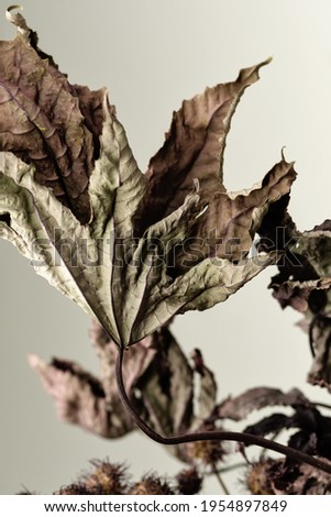 Dried leaves. Closeup. Background. Texture.  Educational still life for drawing. 