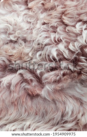 Texture of fur, macro colored sheep hair background, natural fluffy wool, furry surface, pink pastel color